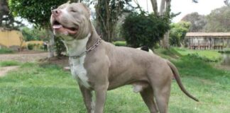MININTERIOR PROPONE CAMPAÑA PEDAGÓGICA Y DE PREVENCIÓN SOBRE TENENCIA DE PERROS DE RAZAS PELIGROSAS
