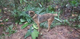 LA POSIBILIDAD DE ENCONTRAR AL PERRO WILSON CON VIDA EN LA SELVA YA ES CASI NULA