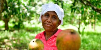 SAZÓN ATLÁNTICO CELEBRA EL 26° FESTIVAL DEL MANGO EN PENDALES, LURUACO