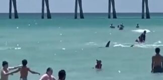UN TIBURÓN SEMBRÓ EL PÁNICO EN UNA PLAYA DE FLORIDA