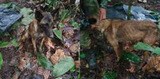 ¿FINALMENTE APARECIÓ WILSON EL PERRO HÉROE?