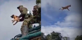 FISCALÍA OBTUVO CONDENA CONTRA TRES EXINTEGRANTES DEL EJÉRCITO NACIONAL QUE PARTICIPARON EN LA MUERTE DE UNA CANINA EN UNA BASE MILITAR