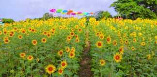 LA RUTA DEL GIRASOL CONTINÚA EN BARANOA