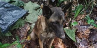 LAS FUERZAS MILITARES CONFIRMARON QUE EL PERRO ENCONTRADO EN LA SELVA DEL CAQUETÁ NO ES WILSON