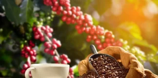 FEDERACIÓN NACIONAL DE CAFETEROS CULMINÓ ESTE FIN DE SEMANA, LA GRAN SUBASTA EN EL TOLIMA Y CAUCA, FRENTE AL MERCADO ASIÁTICO
