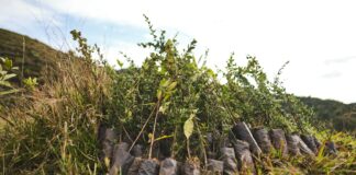 LA FUNDACIÓN GRUPO ARGOS Y TERRAFORMATION IMPULSARÁN UN PROYECTO DE BONOS DE CARBONO A TRAVÉS DE LA SIEMBRA DE MÁS DE 2,3 MILLONES DE ÁRBOLES EN EL SUROESTE ANTIOQUEÑO
