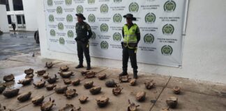 UN TOTAL DE 53 TORTUGAS MORROCOY FUERON INCAUTADAS POR LA POLICÍA, EN RIOHACHA