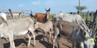 EN OPERATIVOS DECOMISADAS TRES TONELADAS DE CARNE NO APTA PARA CONSUMO HUMANO