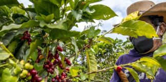 MINAGRICULTURA ANUNCIA INVERSIÓN POR $35.000 MILLONES PARA RENOVACIÓN DE CAFETALES EN EL PAÍS