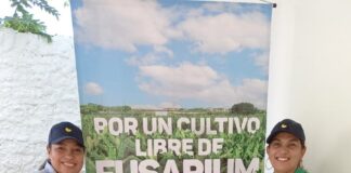 AUGURA Y EL ICA ENTREGARÁN 930 ROLLOS DE ALAMBRE A 471 PEQUEÑOS PRODUCTORES DE MAGDALENA PARA COMBATIR EL HONGO FUSARIUM
