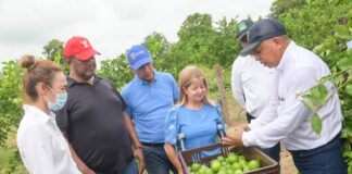 “EN REPELÓN, LA COSECHA DE LIMÓN TAHITÍ AVANZA CON LA RECOLECCIÓN DE 35 TONELADAS PARA EL MERCADO LOCAL”: ELSA NOGUERA