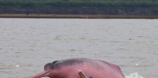 COLOMBIA ACOGERÁ LLAMADO GLOBAL PARA CONSERVAR LOS DELFINES DE RÍO