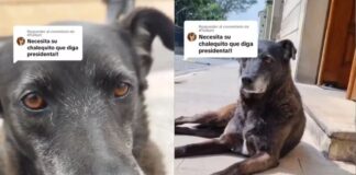 ¿QUÉ PASÓ CON EL GUSTAVO PETRO ‘ANIMALISTA’ DE CAMPAÑA? QUE SE ATREVIÓ A ECHAR A ‘NEGRITA’ DEL PALACIO DE NARIÑO