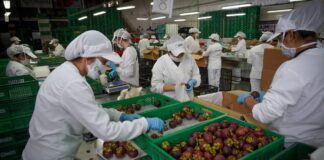 EL MUNDO PIDE CADA VEZ MÁS FRUTAS FRESCAS COLOMBIANAS