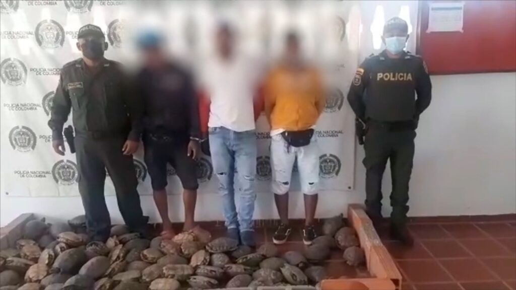 Incautan 211 hicoteas y 3 mil huevos de iguana en Bolívar