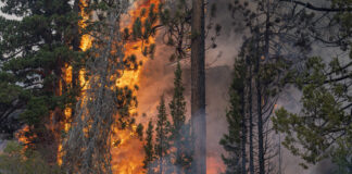 EMERGENCIA EN CUNDINAMARCA, ARDE LA RESERVA FORESTAL DE JUAITO