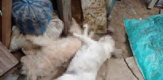 ¡CRIMEN AMBIENTAL! PERROS ENVENENADOS EN POPAYÁN