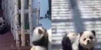 ‘LES METIERON GATO POR LIEBRE’ O MÁS BIEN ‘PERRO POR PANDA’