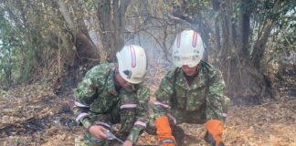 UN CAIMÁN DE ANTEOJOS FUE RESCATADO EN MEDIO DE LA EMERGENCIA EN EL PARQUE ISLA SALAMANCA