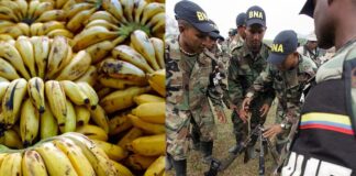 ¡FALLO HISTÓRICO! LA MULTINACIONAL CHIQUITA BRANDS FUE HALLADA RESPONSABLE DE FINANCIAR A LAS AUC