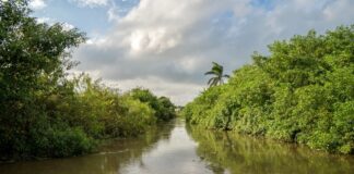 BARRANQUILLA ES RÍO NAVEGARÁ POR LA CIÉNAGA DE EL TORNO