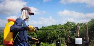 11 MIL ÁRBOLES HA SEMBRADO TRIPLE A EN GALAPA Y TUBARÁ