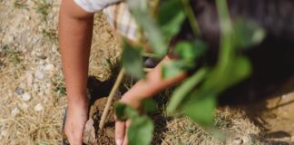 EN PUERTO COLOMBIA, FUNDACIÓN TRIPLE A SIEMBRA 30 ÁRBOLES CON SU PROGRAMA HEREDEROS DEL PLANETA