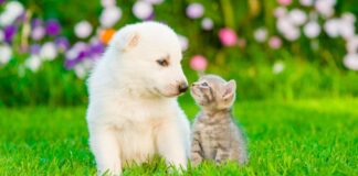 ¡TRIUNFO PARA LOS ANIMALISTAS! LAS MASCOTAS NO PODRÁN SER EMBARGADAS