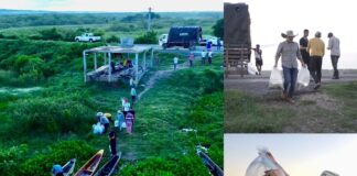 GOBERNACIÓN ‘SIEMBRA’ 200.000 ALEVINOS DE BOCACHICO, EL TESORO AMENAZADO DEL MAGDALENA