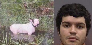 FUE CAPTURADO EL HOMBRE QUE ABANDONÓ A UN PERRO EN FLORIDA, PREVIO A LA LLEGADA DEL HURACÁN MILTON