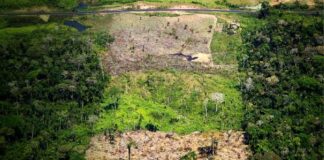PROCURADURÍA FORTALECE ACCIONES CONTRA EL ACAPARAMIENTO DE TIERRAS EN LA AMAZONÍA COLOMBIANA