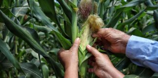 GOBERNACIÓN DEL ATLÁNTICO ENTREGÓ KITS DE SEMILLAS PARA MEJORAR PRODUCTIVIDAD Y AMPLIAR SU POTENCIAL AGRÍCOLA
