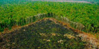 PROCURADORA ALERTÓ INCREMENTO DEL 223% EN LA DEFORESTACIÓN DE LA AMAZONÍA Y SU VINCULACIÓN CON GRUPOS ILEGALES