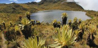 INDAGACIÓN A FUNCIONARIOS DEL MINAMBIENTE POR INCUMPLIMIENTO A ORDEN PARA DELIMITAR EL PÁRAMO DE SANTURBÁN