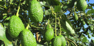 AGUACATE HASS COLOMBIANO CONQUISTA EL SUPER BOWL 2025 CON UN CRECIMIENTO DEL 350 % EN EXPORTACIONES