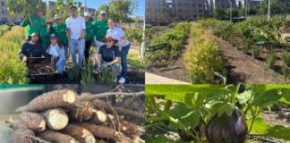 HUERTA COMUNITARIA DE LAS GARDENIAS: SE HAN COSECHADO 200 KILOGRAMOS DE PRODUCTOS