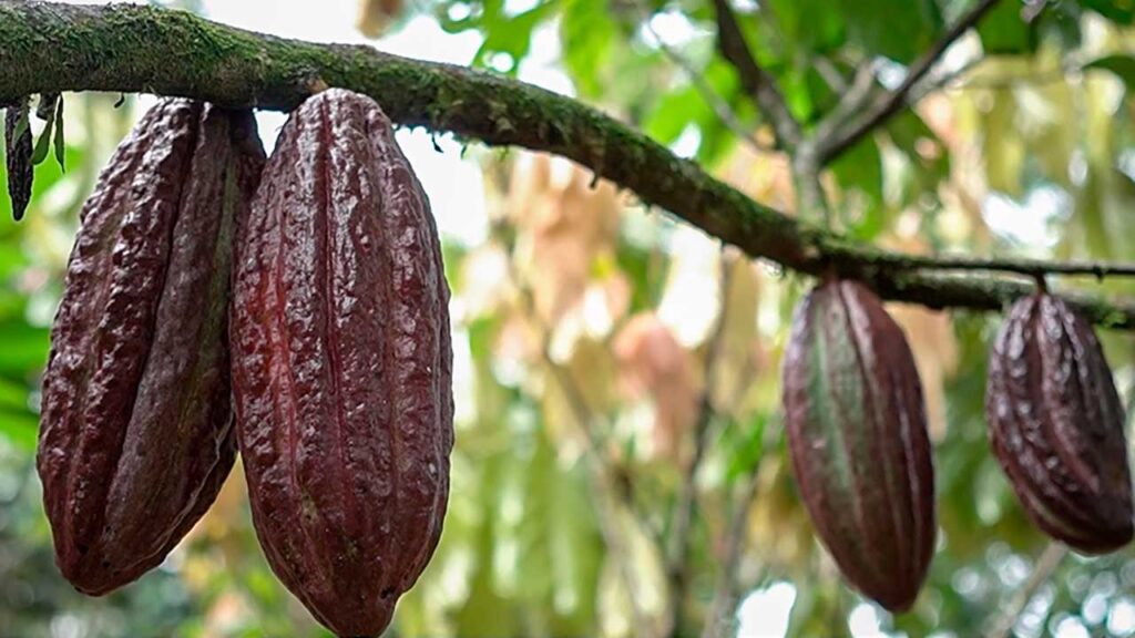 Con nueva metodología Colombia diversificará la oferta agropecuaria hacia nuevos mercados internacionales