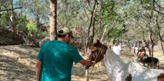 EQUINOS RESCATADOS POR EL DISTRITO, LISTOS PARA SER ADOPTADOS POR FAMILIAS QUE LES BRINDEN AMOR