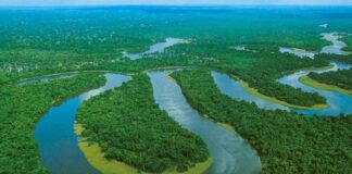PGN PIDIÓ ACTUALIZACIÓN DE INFORMACIÓN SOBRE LA AMAZONIA POR SENTENCIA QUE LA RECONOCE COMO SUJETO DE DERECHOS