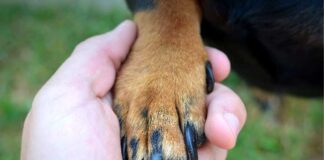 PROCURADURÍA PREGUNTÓ POR ACCIONES PARA LA PROTECCIÓN ANIMAL EN BOGOTÁ