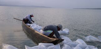 Inicia ‘Plan + Pescao’ con repoblamiento masivo de bocachico en el Atlántico