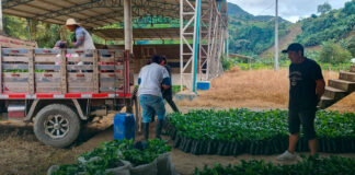 “Me hizo feliz cambiar la coca por el café”: beneficiaria del plan de sustitución en Cañón del Micay