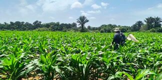 Presidente Petro instruye a Minagricultura y Prosperidad Social para llevar alimentos a regiones más afectadas por el hambre