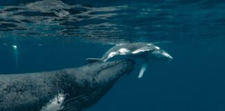 Colombia comprometida con la defensa y protección de Ballenas y Delfines