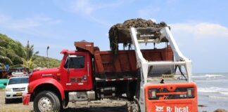 Más de 30 toneladas de tarulla se han recolectado en las playas de Salgar