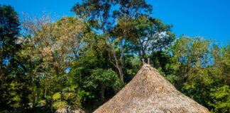 Procuraduría pidió cumplir con las obligaciones que demandan la protección de los pueblos indígenas en aislamiento o estado natural