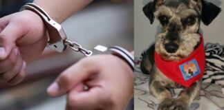 Condenados agresores de animales en tiendas de mascotas de Bogotá