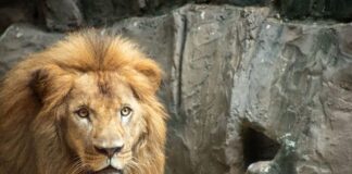 La monarquía se toma Barranquilla: el Rey del Zoo también conoce hoy a su pueblo