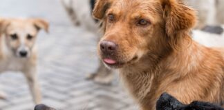 Procuraduría impulsa soluciones para agilizar proyecto de Casa Ecológica Animal tras décadas de retrasos