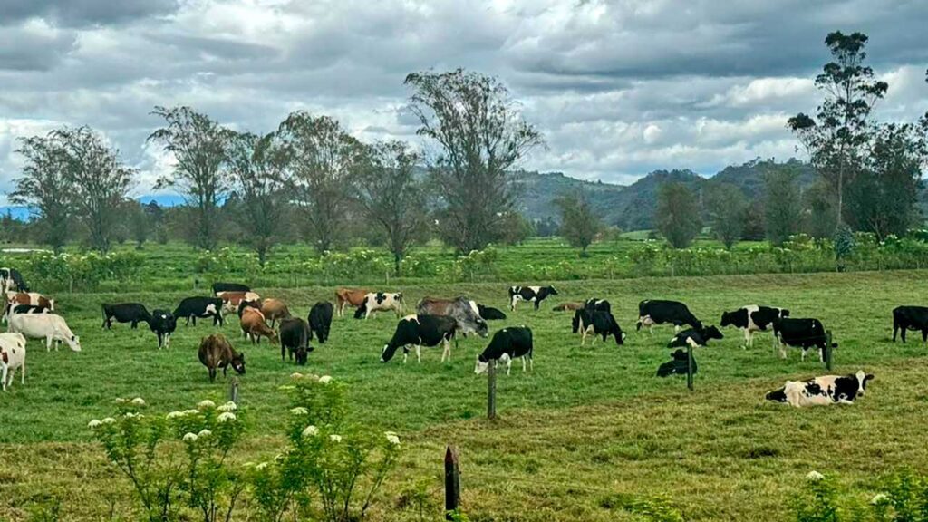 Así avanzan las Áreas de Protección para la Producción de Alimentos en la Sabana Centro de Cundinamarca